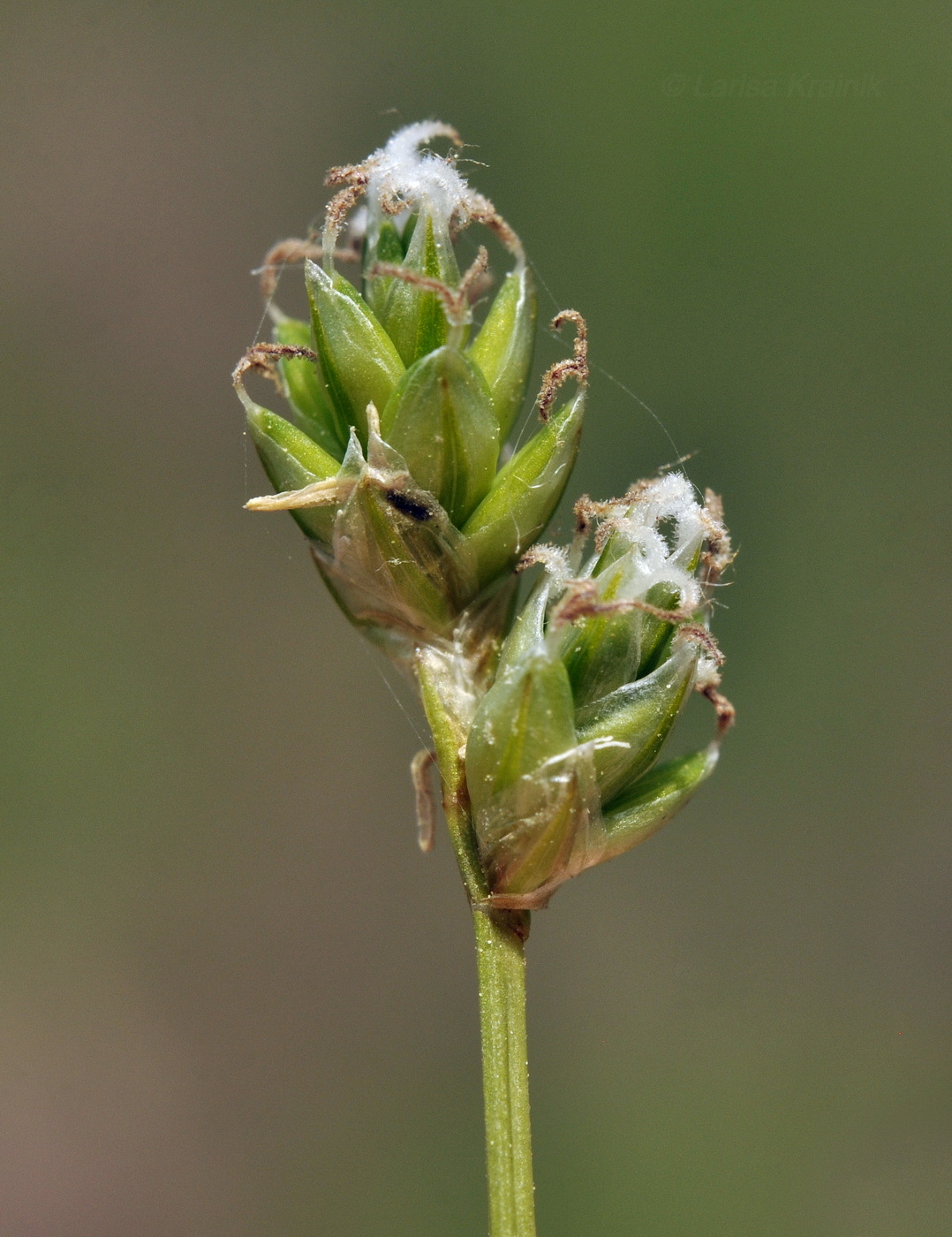 Image of genus Carex specimen.