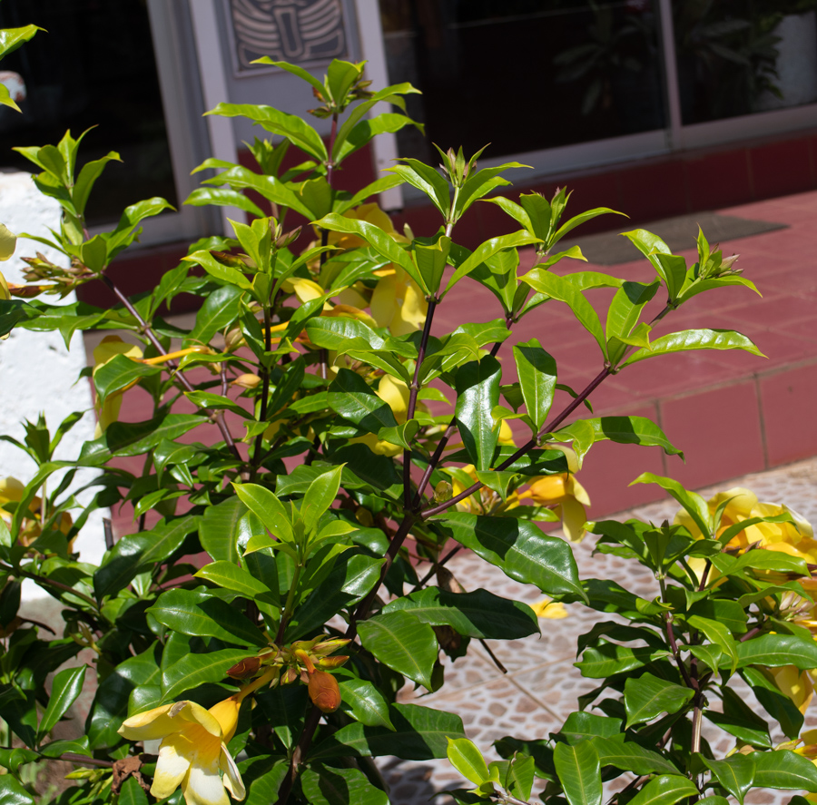 Image of Allamanda schottii specimen.