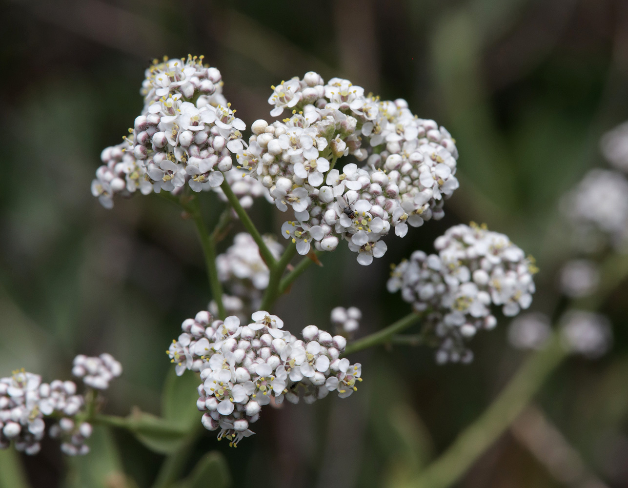 Изображение особи Lepidium obtusum.