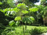 Tetrapanax papyrifer. Культивируемое растение. Абхазия, г. Сухум, ботанический сад. 24 июля 2008 г.