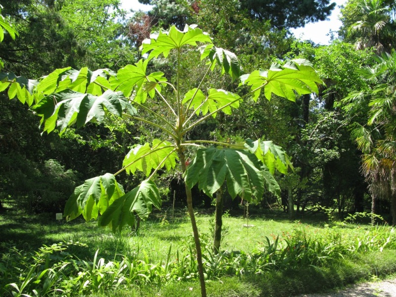 Изображение особи Tetrapanax papyrifer.