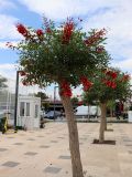 Erythrina crista-galli. Цветущие растения. Турция, г. Анталья, бульвар Акдениз, в городском озеленении. 13.06.2023.