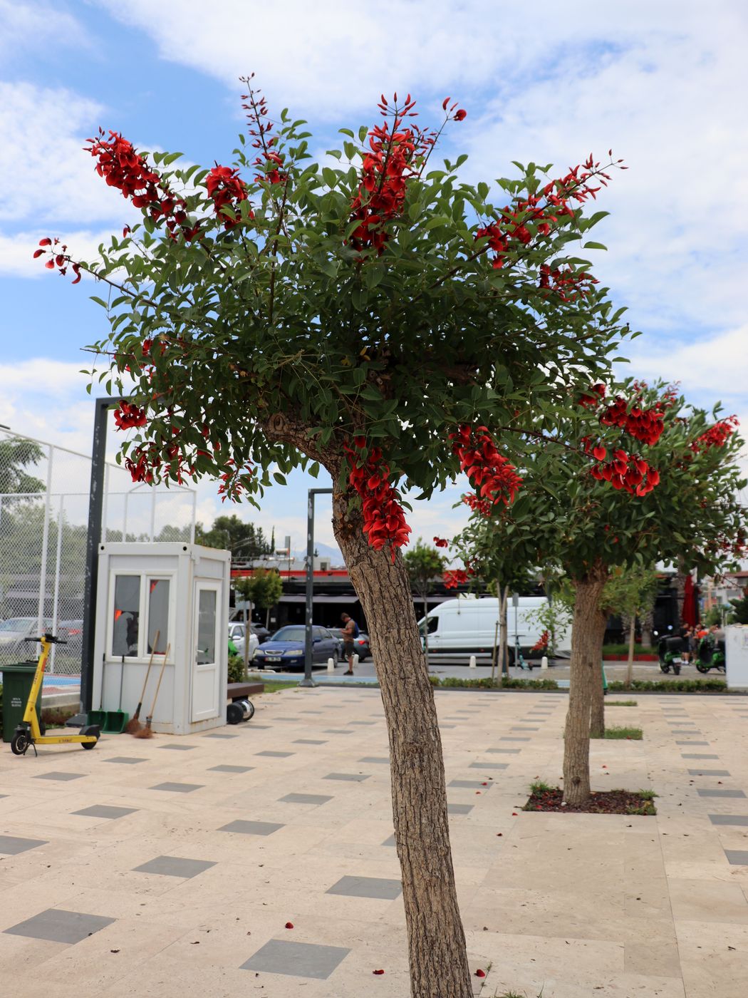 Изображение особи Erythrina crista-galli.