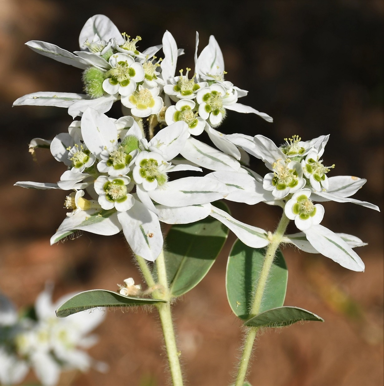 Image of Euphorbia marginata specimen.