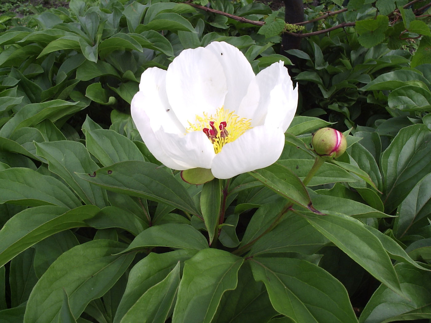 Image of Paeonia lactiflora specimen.