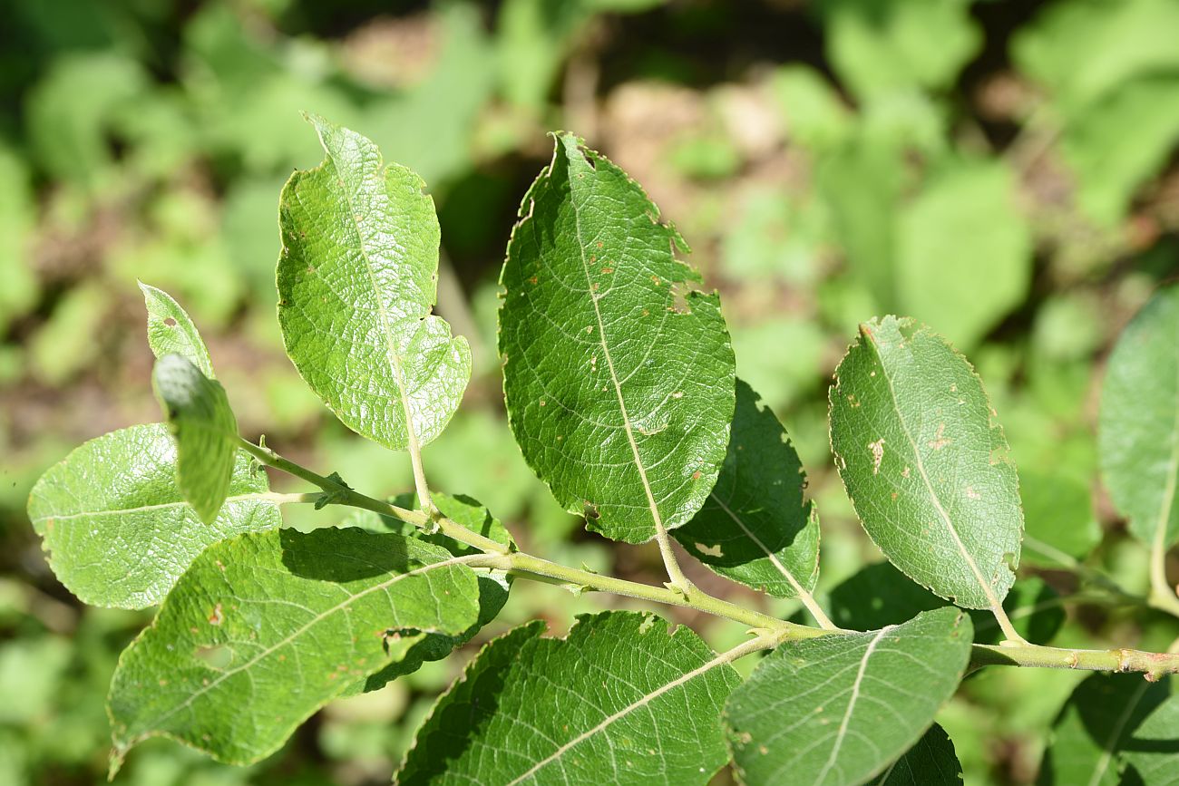 Image of Salix caprea specimen.