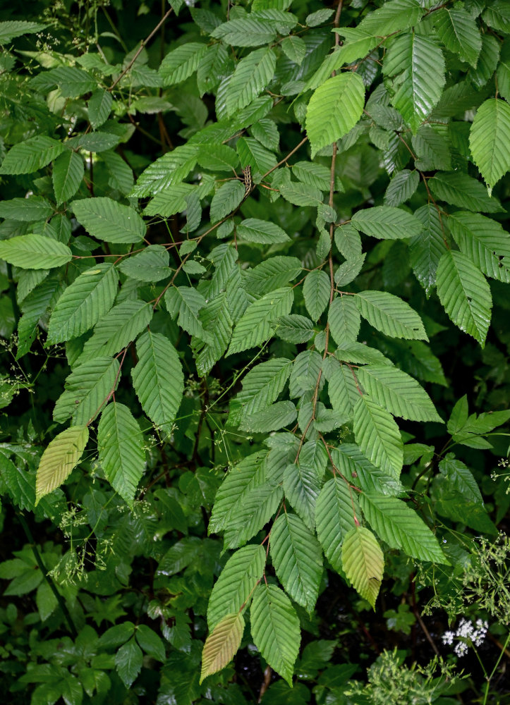 Image of Carpinus betulus specimen.