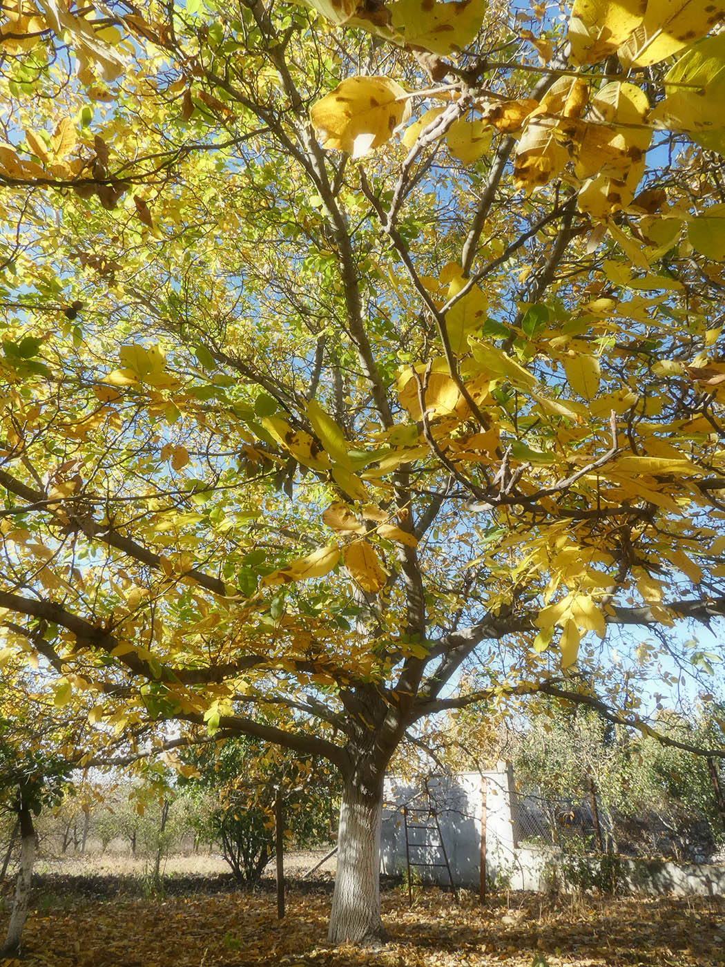 Image of Juglans regia specimen.