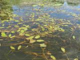 Potamogeton natans