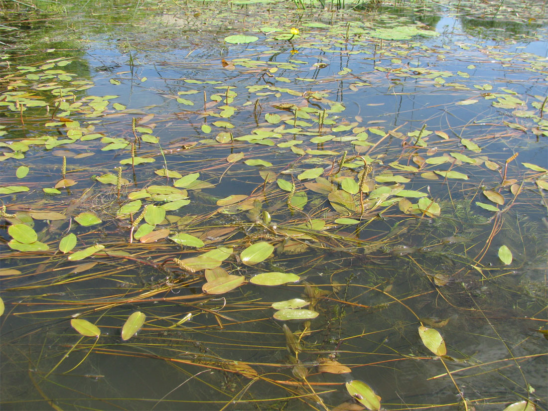 Image of Potamogeton natans specimen.