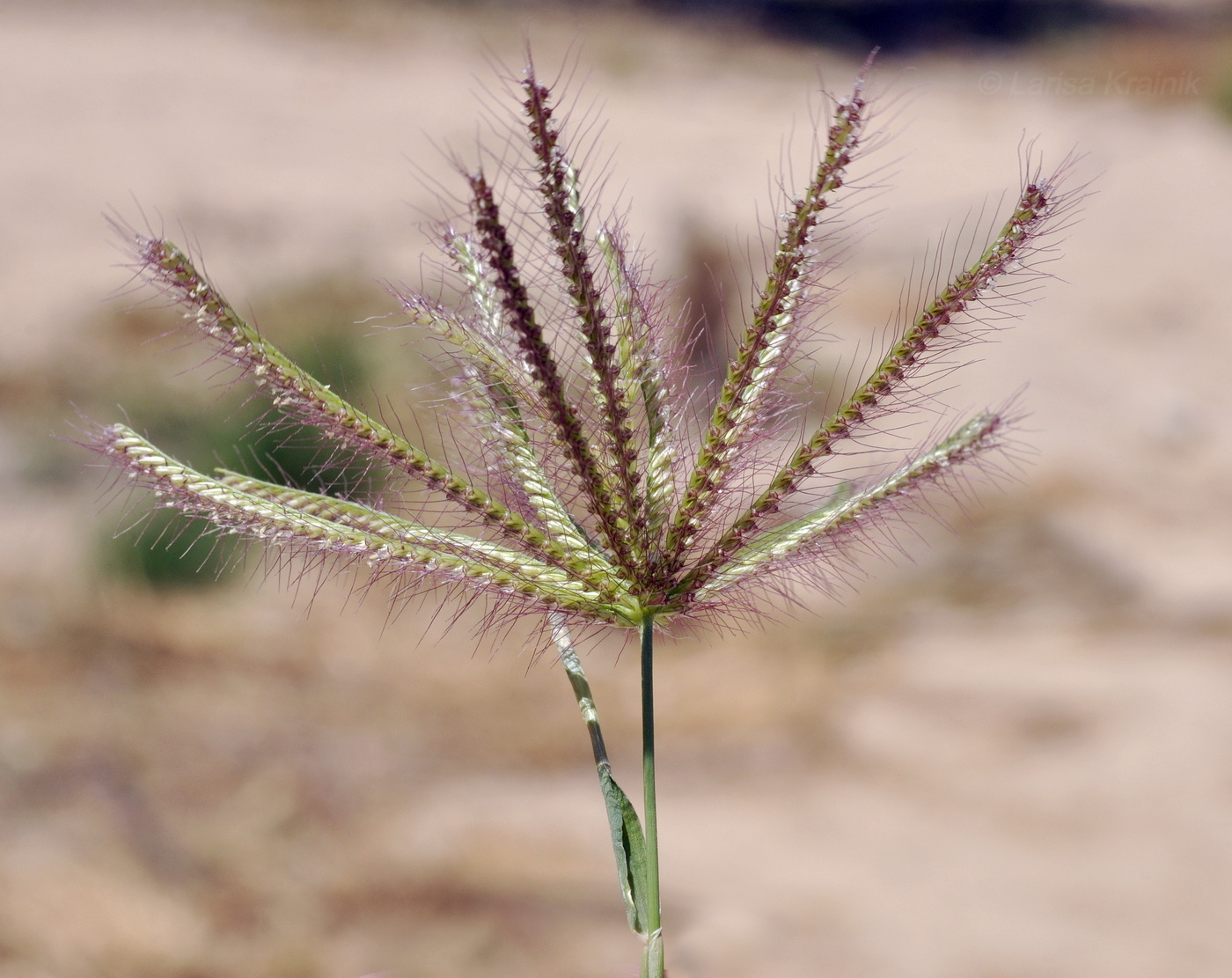 Image of genus Chloris specimen.