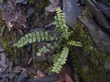 Asplenium trichomanes подвид inexpectans. Спороносящее растение. Краснодарский край, м/о г. Новороссийск, северный склон горы Сахарная Голова, ≈ 300 м н.у.м., глубокая балка с ручьём в тенистом дубово-грабовом лесу, скальное обнажение. 10.12.2017.