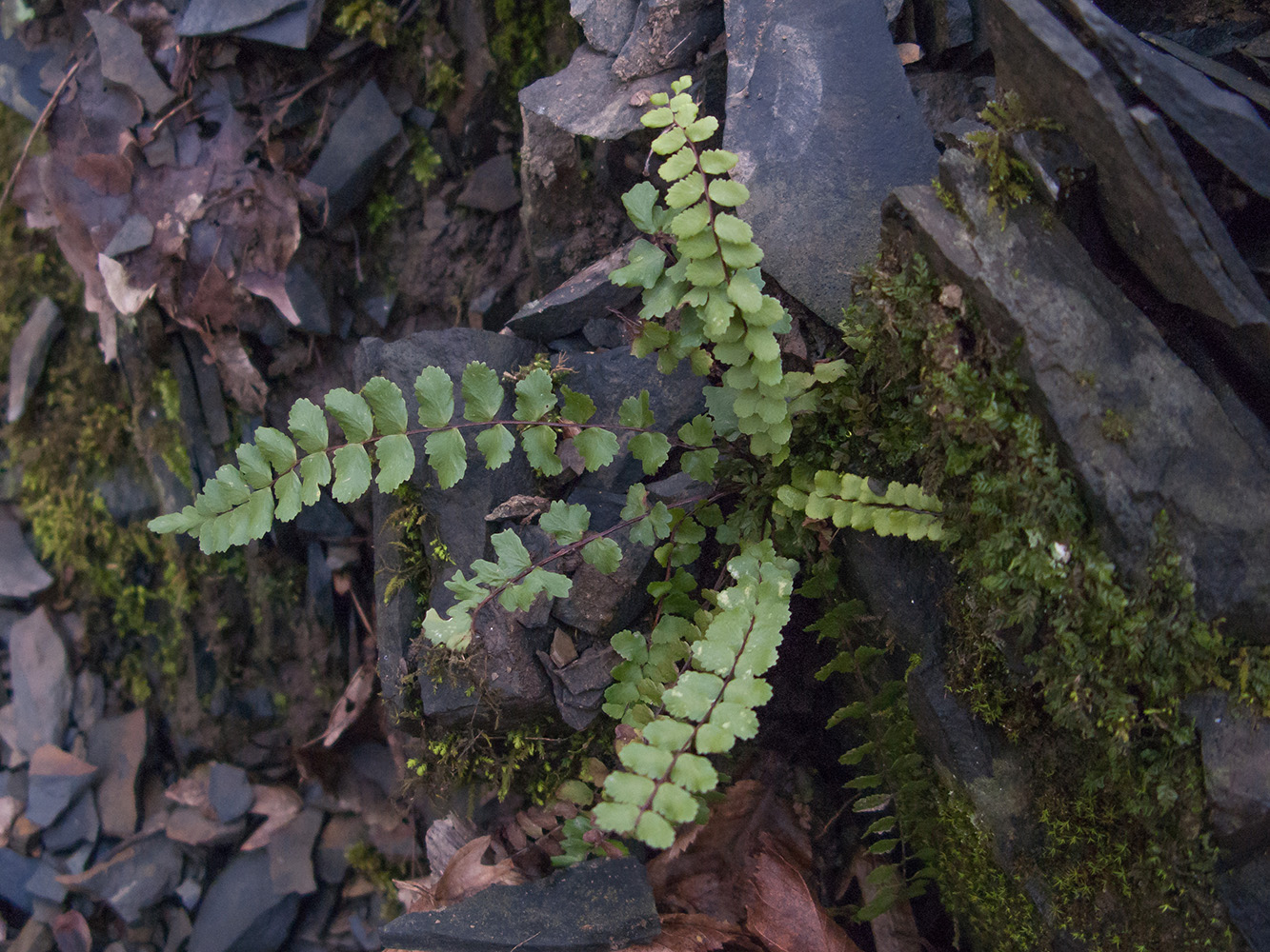 Image of Asplenium trichomanes ssp. inexpectans specimen.