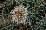 Echinops spinosissimus ssp. spinosus