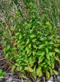 Solidago virgaurea ssp. dahurica