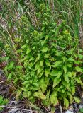 Solidago подвид dahurica