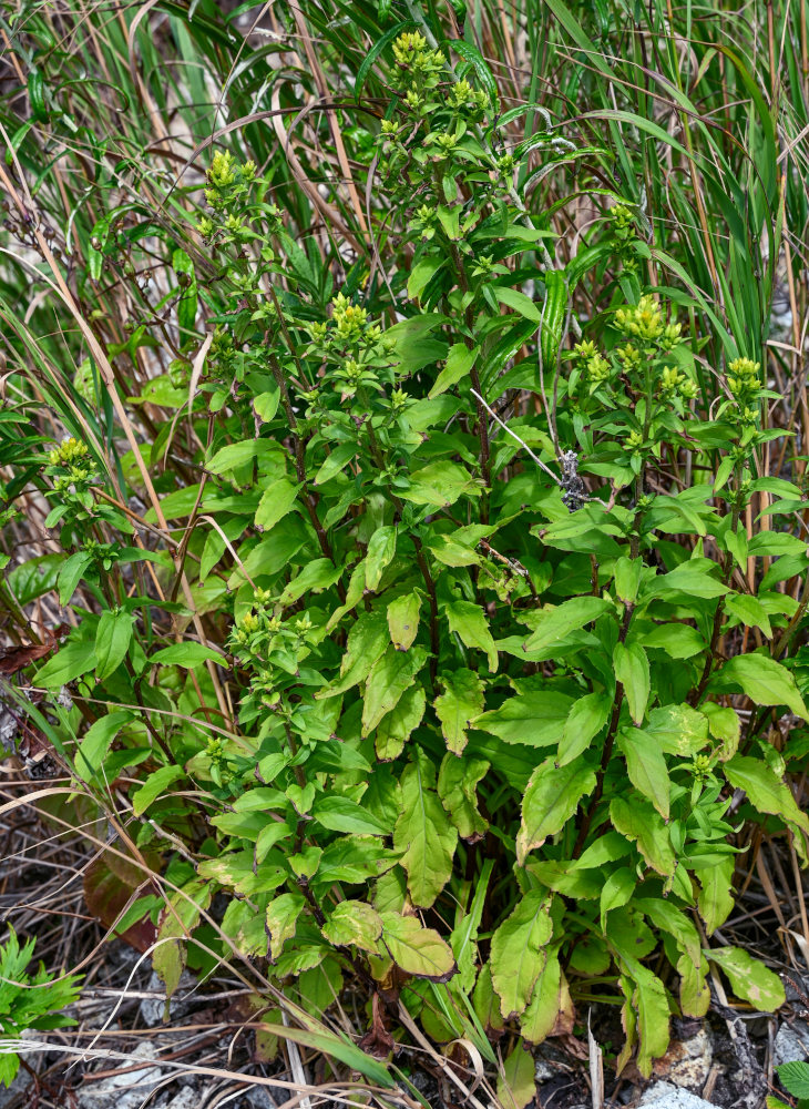 Изображение особи Solidago virgaurea ssp. dahurica.