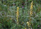 Verbascum nigrum. Цветущие растения на лугу. Московская обл., Раменский р-н, окр. ж.-д. платформы Хрипань, просека под ЛЭП, разнотравье. 26.07.2023.