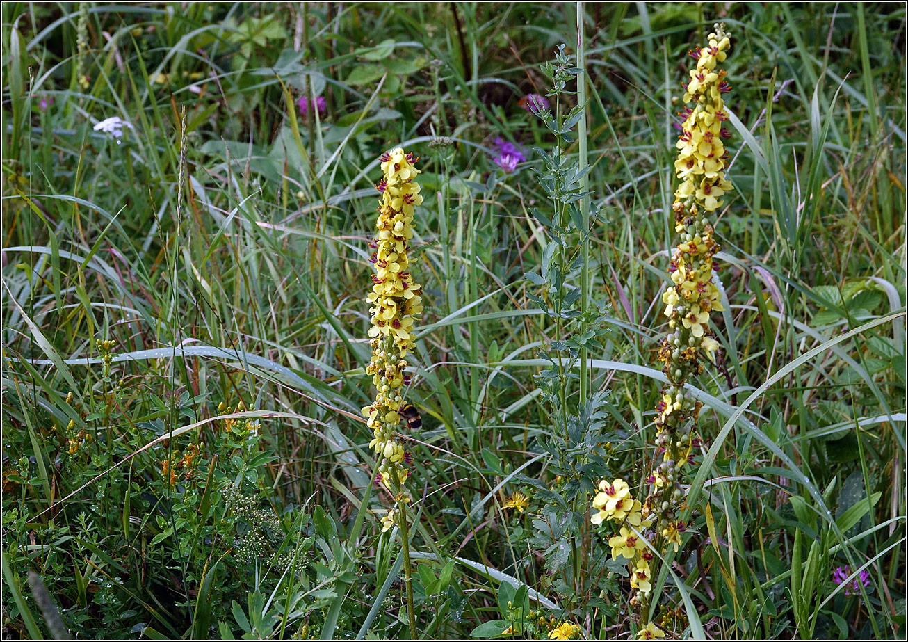 Изображение особи Verbascum nigrum.