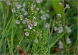 Veronica serpyllifolia. Соцветие. Московская обл., Раменский р-н, окр. дер. Хрипань, садовый участок. 22.05.2023.