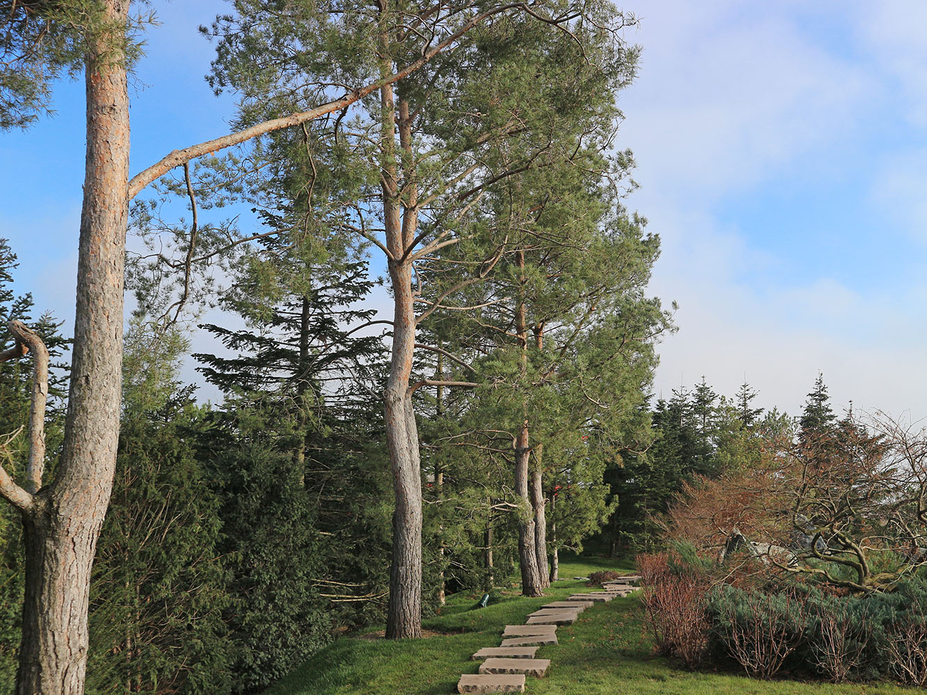 Изображение особи Pinus sylvestris.