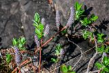 род Salix. Верхушки ветвей с соплодиями. Красноярский край, Таймырский Долгано-Ненецкий р-н, плато Путорана, водопад Китабо-Орон, каменистый склон. 26.07.2023.