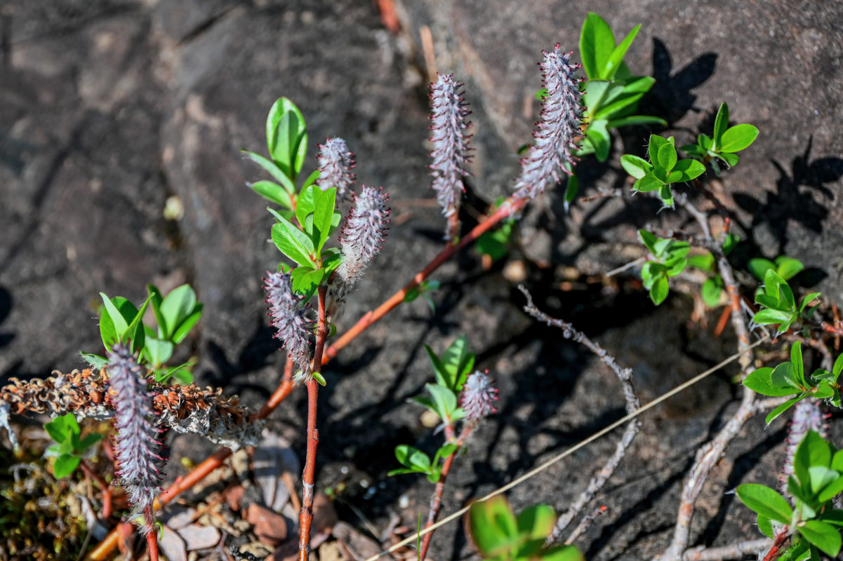 Image of genus Salix specimen.