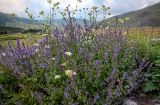 Nepeta grandiflora. Цветущие растения в сообществе с Seseli (белые соцветия). Северная Осетия, Пригородный р-н, окр. с. Даргавс, ≈ 1400 м н.у.м., каменистый участок лугового склона. 23.07.2022.