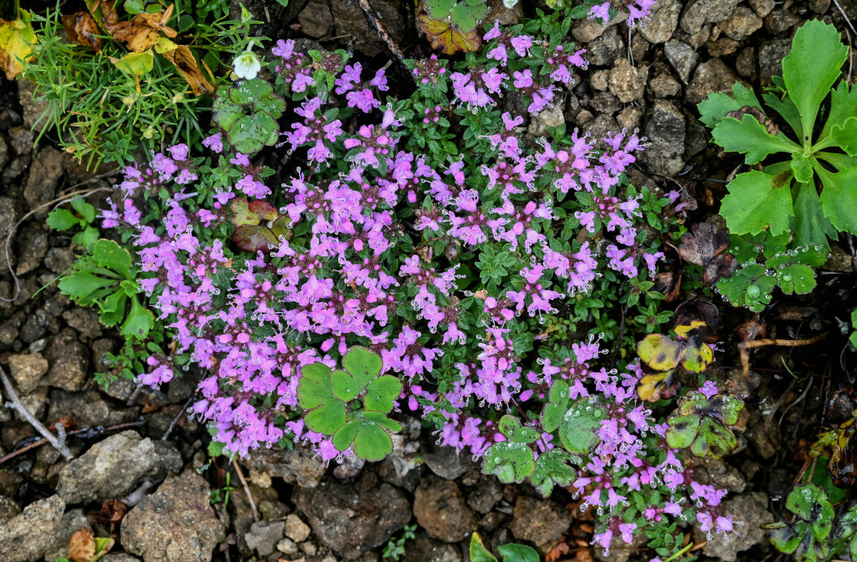 Изображение особи род Thymus.