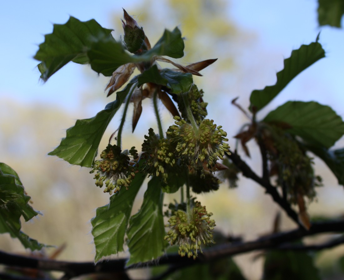 Image of Fagus × taurica specimen.