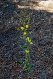 genus Verbascum. Цветущее растение. Черногория, окр. г. Ульцинь, песчаный пляж, окраина зарослей Pinus. 08.07.2011.