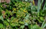 Bupleurum longiradiatum. Соцветия и соплодия. Сахалин, Корсаковский гор. округ, мыс Евстафия, приморский луг. 25.08.2022.