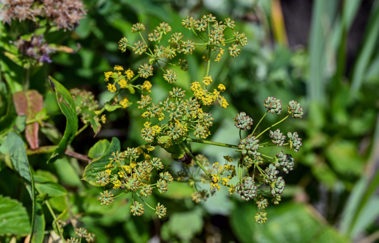 Image of Bupleurum longiradiatum specimen.