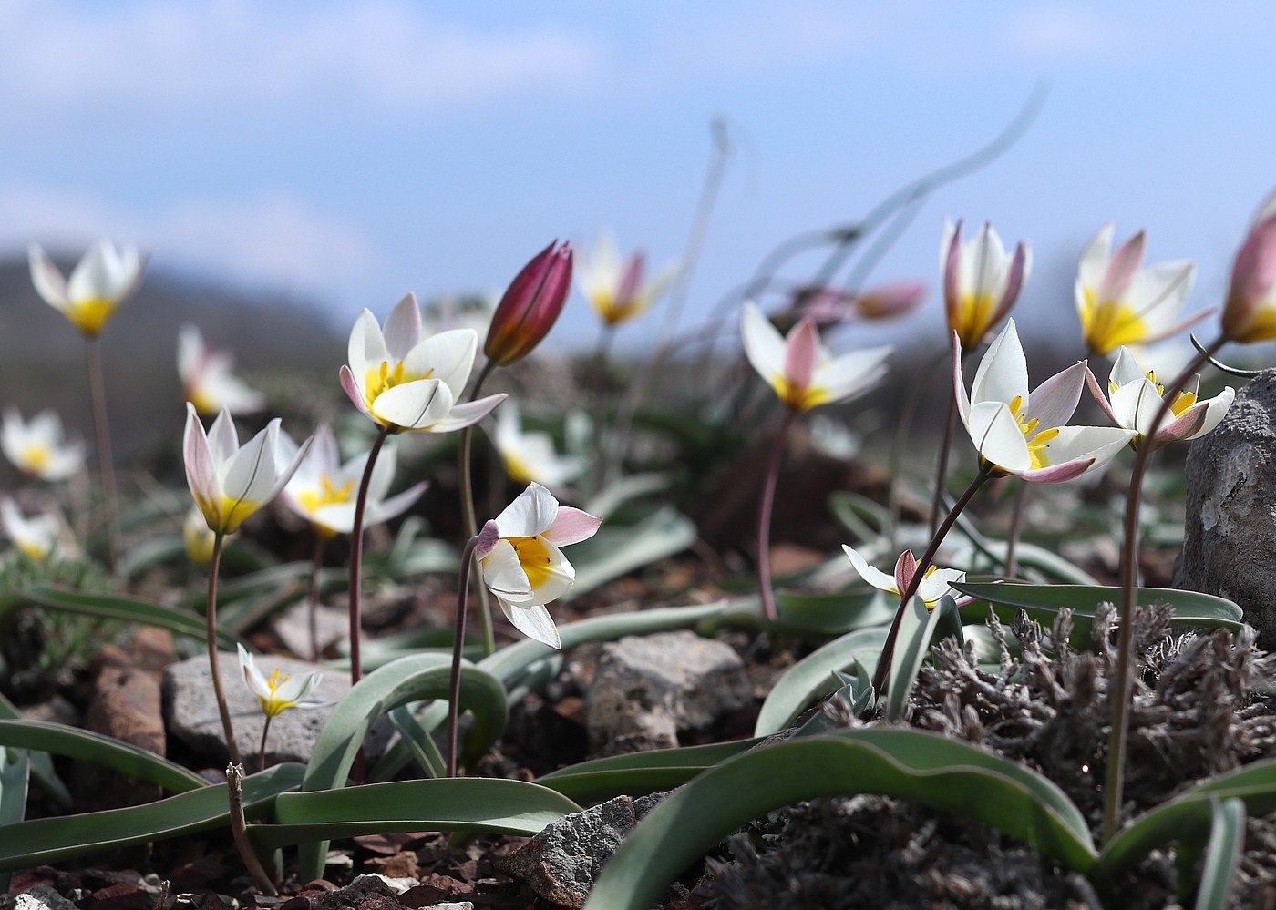 Изображение особи Tulipa biflora.