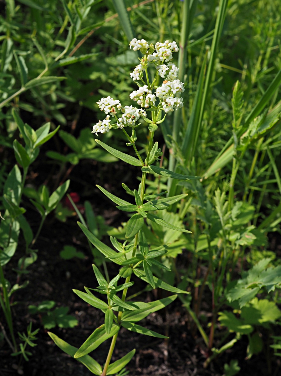 Изображение особи Galium boreale.