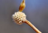 Clematis serratifolia. Плод после осыпания семян. Приморский край, Уссурийский гор. округ, окр. с. Монакино, берег ручья. 09.03.2024.