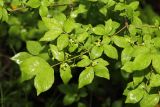 Euonymus sacrosanctus