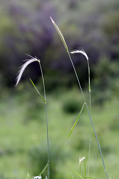 Изображение особи Hordeum bulbosum.