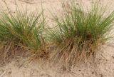 Festuca sabulosa. Дернинки цветущих растений. Ленинградская обл., г. Сосновый Бор, окр. Приморского парка, дюна. 09.06.2024.