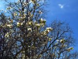 Parrotiopsis jacquemontiana. Цветущее растение. Крым, Южный Берег, Никитский ботанический сад, в культуре. 06.04.2024.