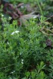 Galium rivale