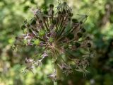 Allium quercetorum