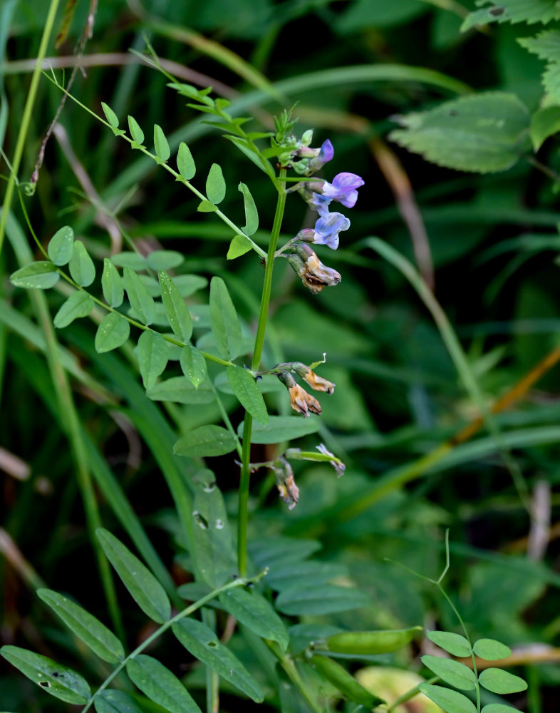 Изображение особи Vicia sepium.