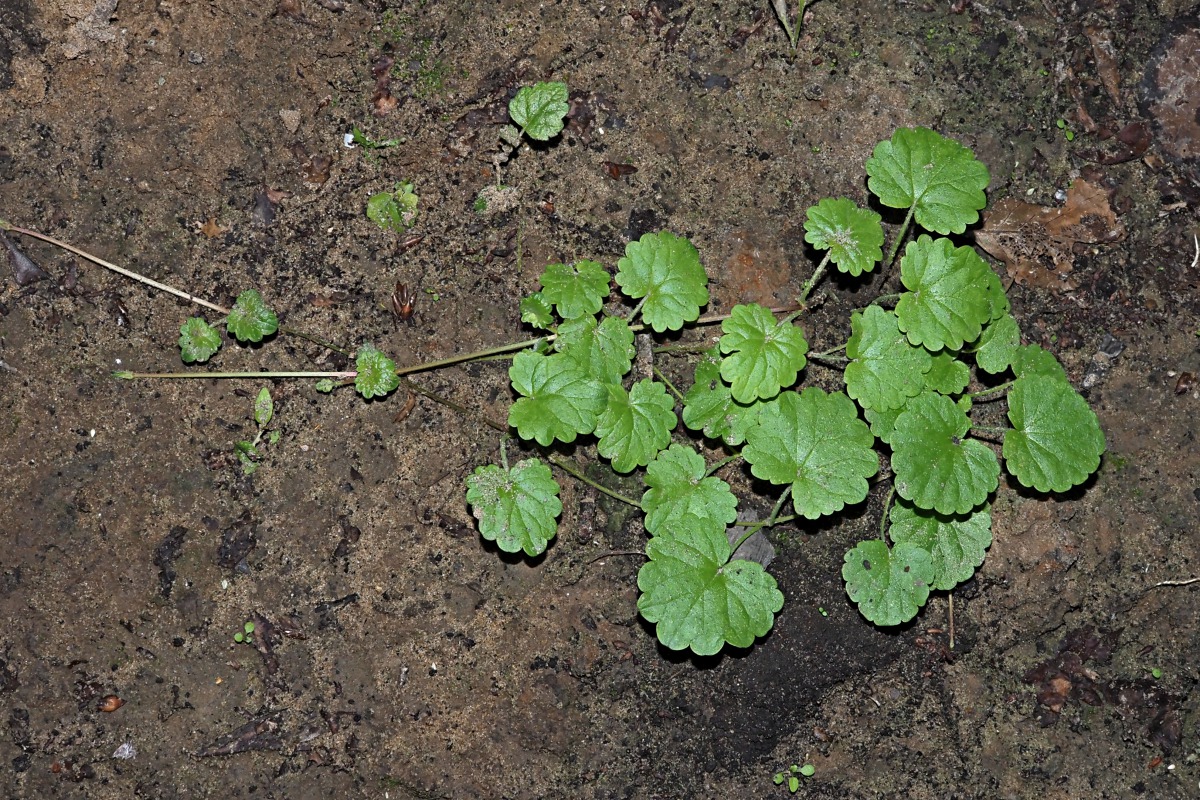 Изображение особи Glechoma hederacea.