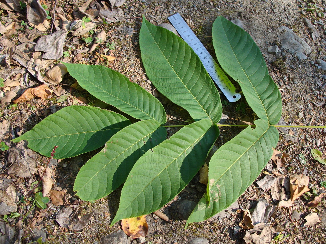 Image of Juglans mandshurica specimen.