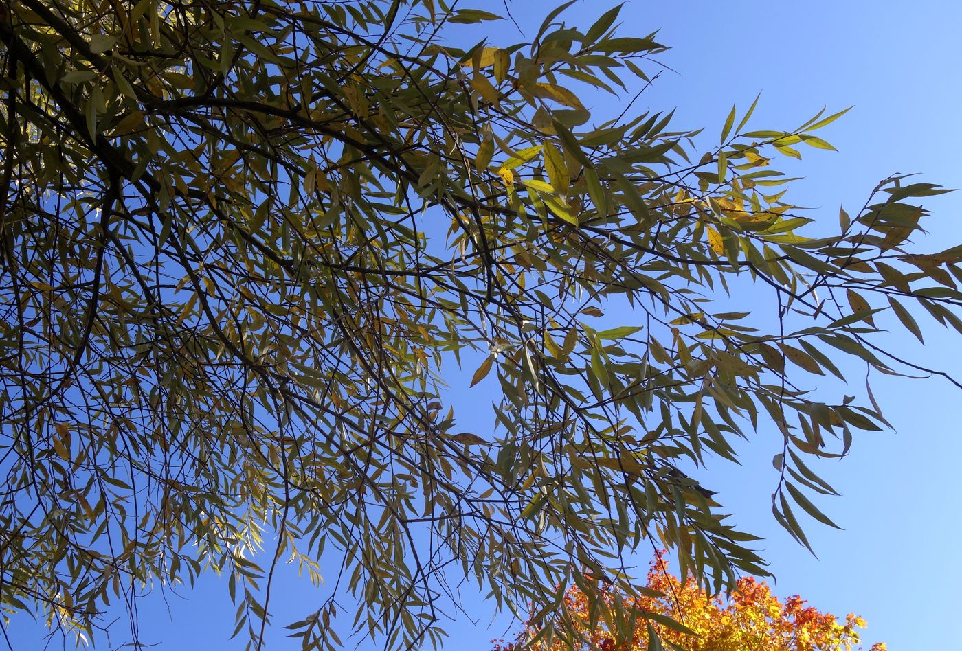 Image of Salix alba specimen.
