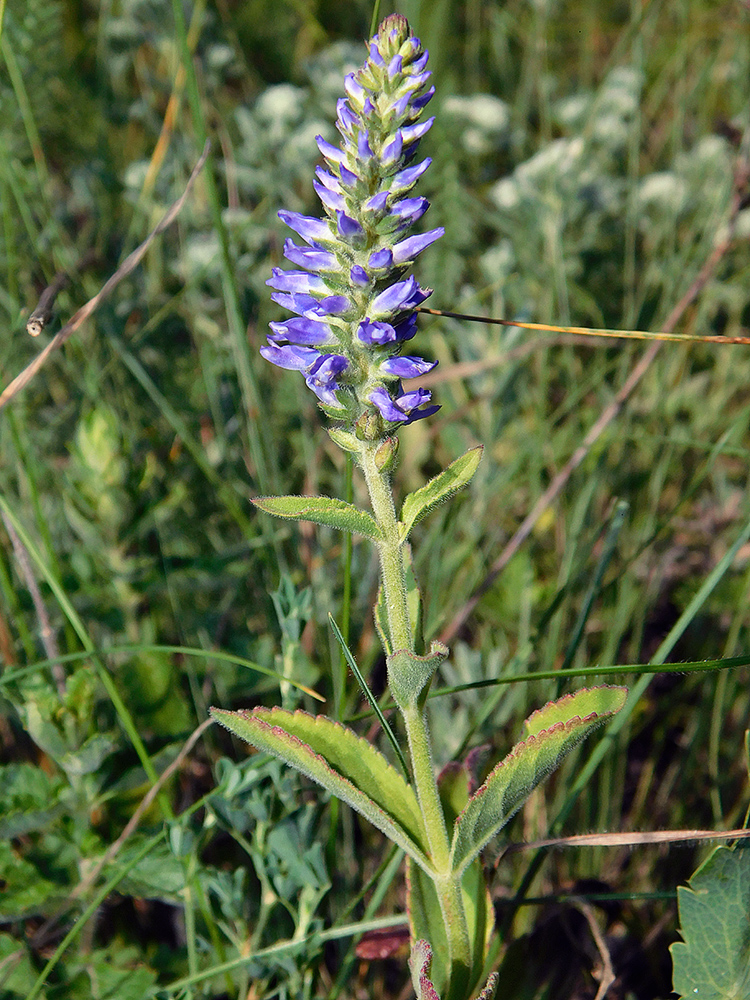 Image of Veronica barrelieri specimen.
