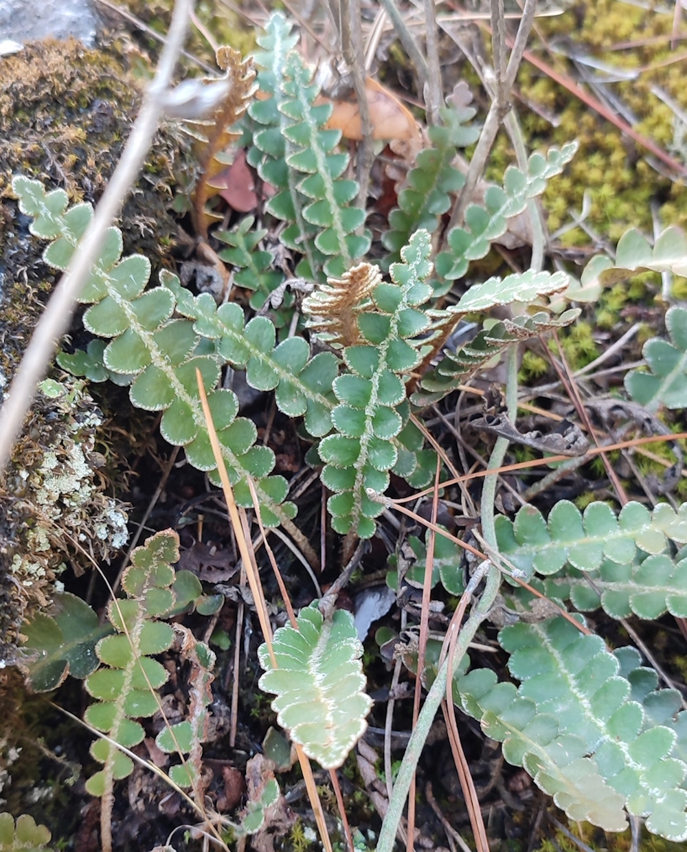 Image of Ceterach officinarum specimen.