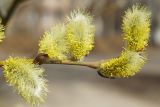 Salix gmelinii