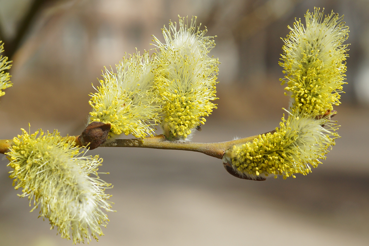 Image of Salix gmelinii specimen.